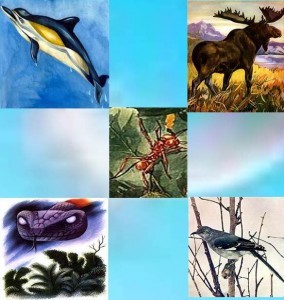 do animals have language collage